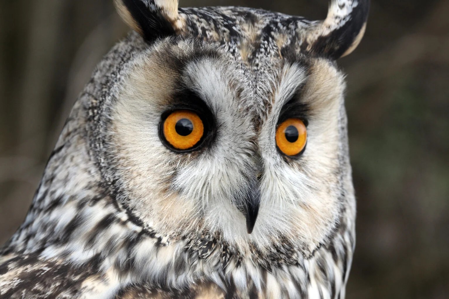 55 of the Most Colorful Owls in the World Color Meanings