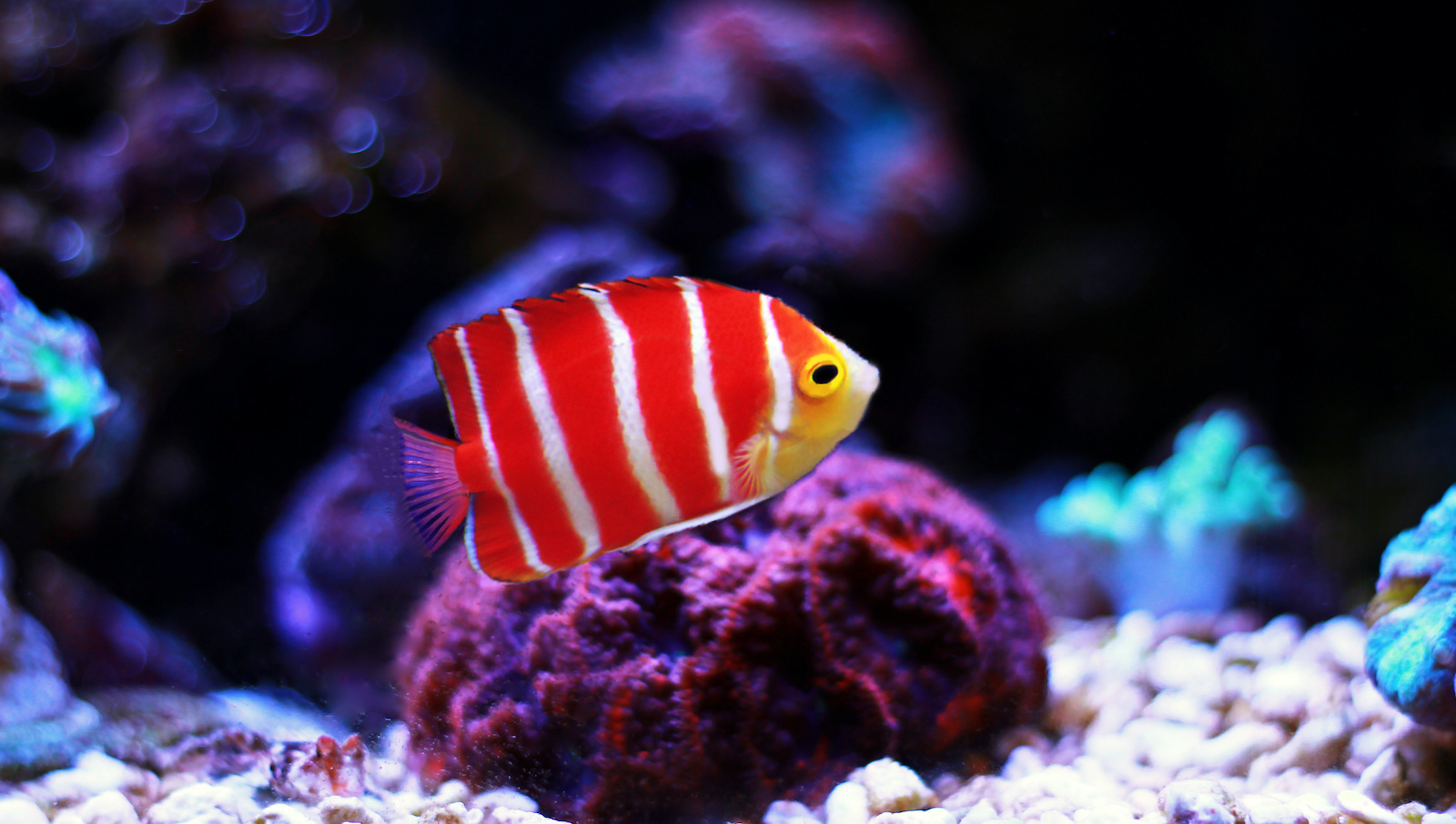 55 of the Most Colorful Fish in the World Color Meanings
