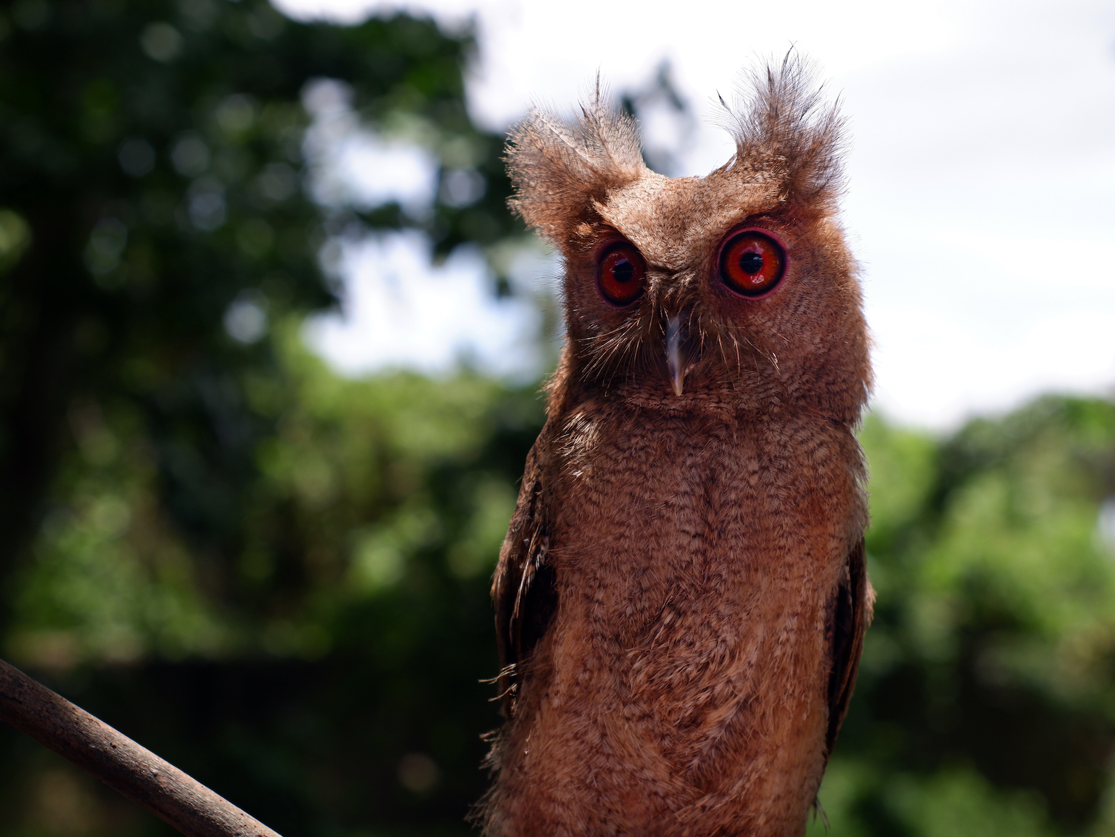 55 of the Most Colorful Owls in the World Color Meanings