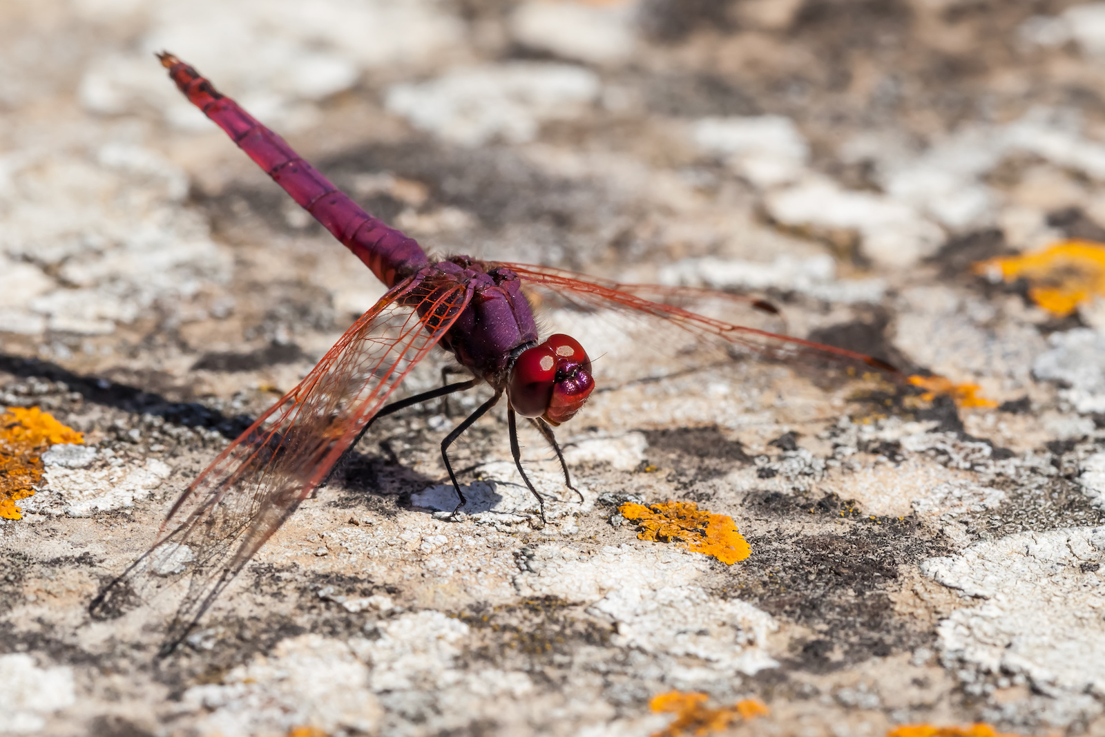 Dragonfly Color Symbolism 11 Different Colors of Dragonflies and Their