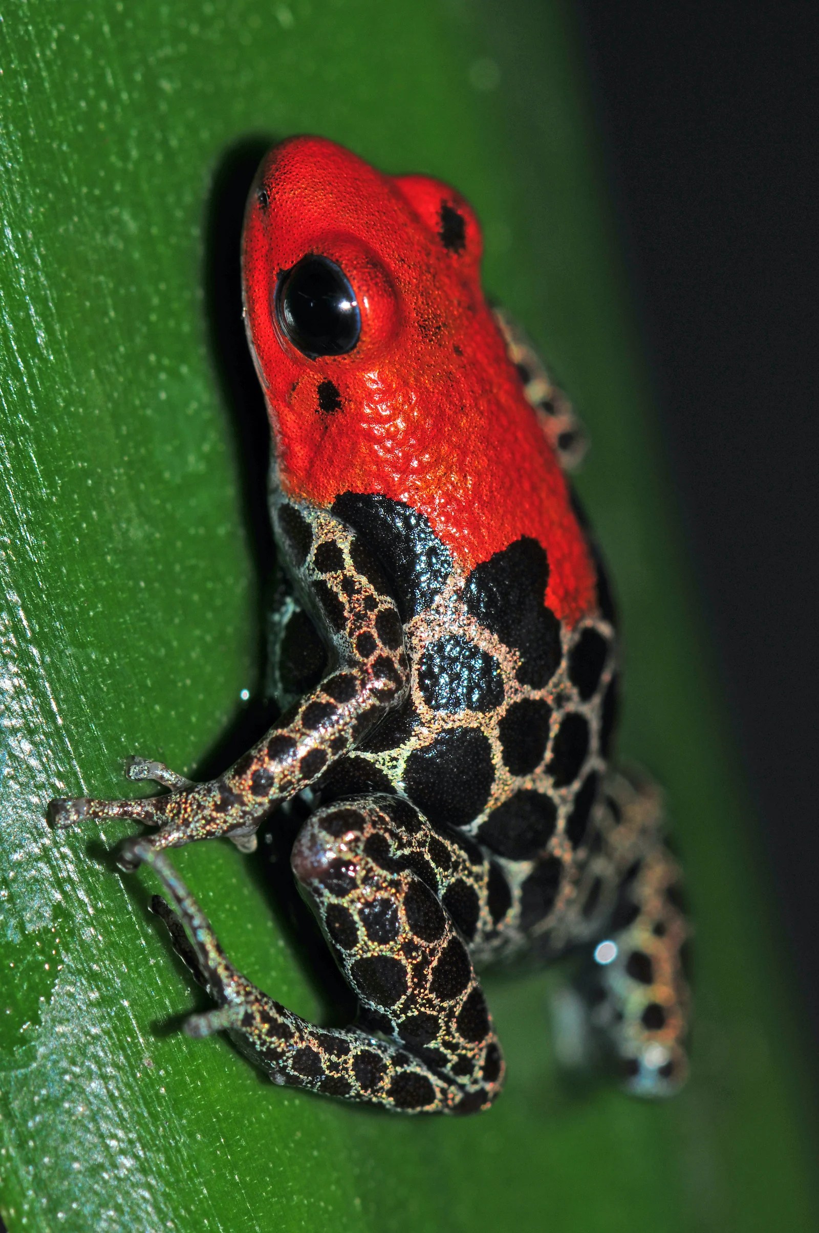 53 of the Most Colorful Frogs in the World Color Meanings
