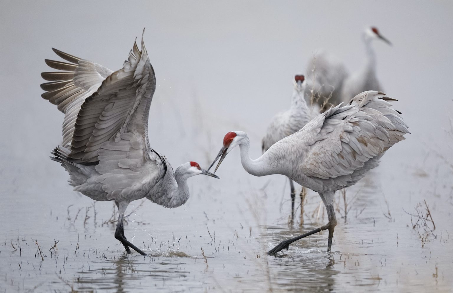 200+ Things That Are Gray in Nature (Full List and Photos) Color Meanings