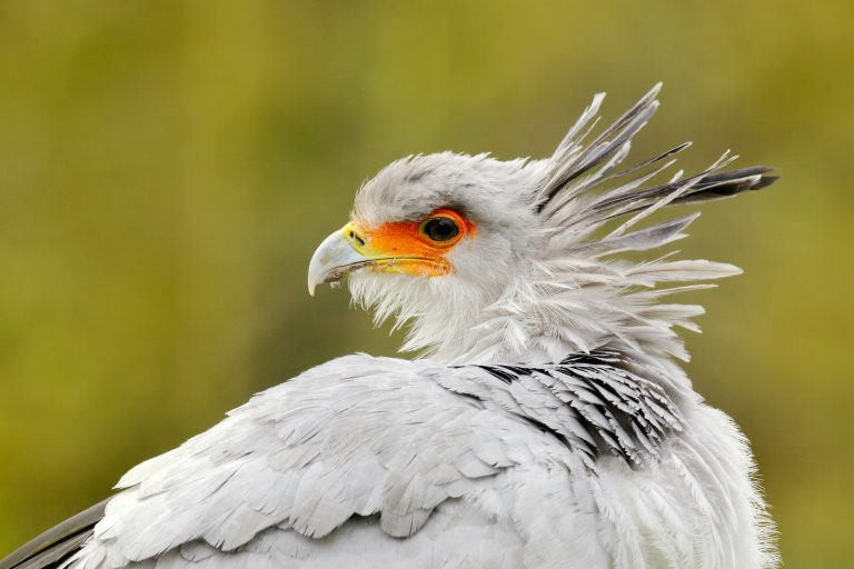 200+ Things That Are Gray in Nature (Full List and Photos) Color Meanings