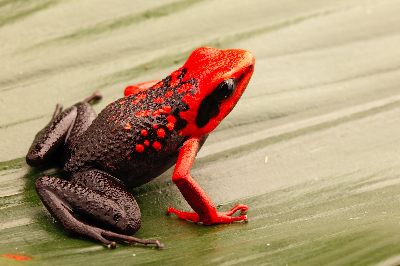 53 of the Most Colorful Frogs in the World Color Meanings
