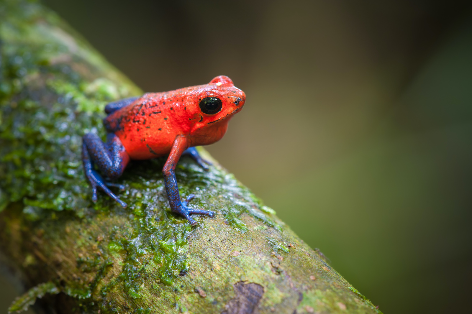 53 of the Most Colorful Frogs in the World Color Meanings