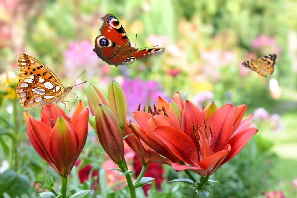 What Colors Are Butterflies Attracted To? Color Meanings