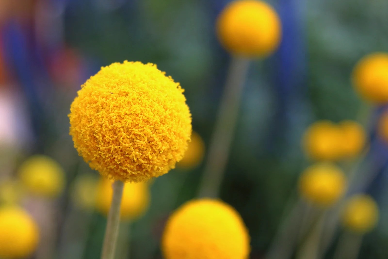 143 Things That Are Yellow in Nature Color Meanings