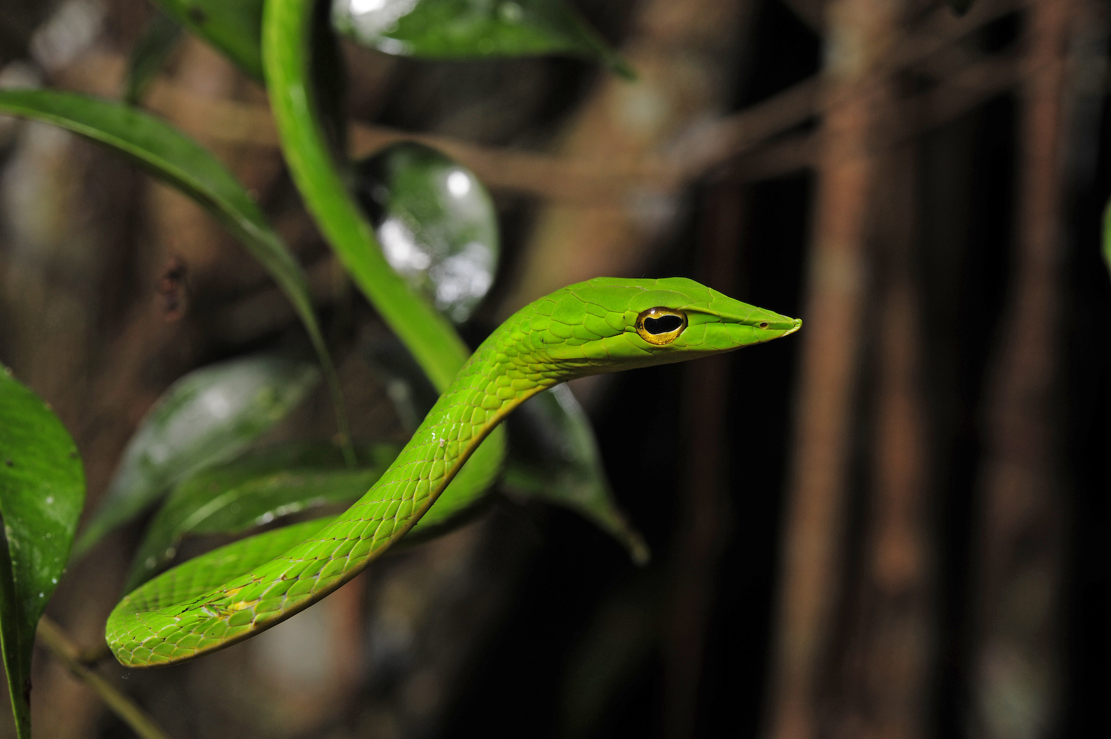 140 Things That Are Green in Nature (Photos)