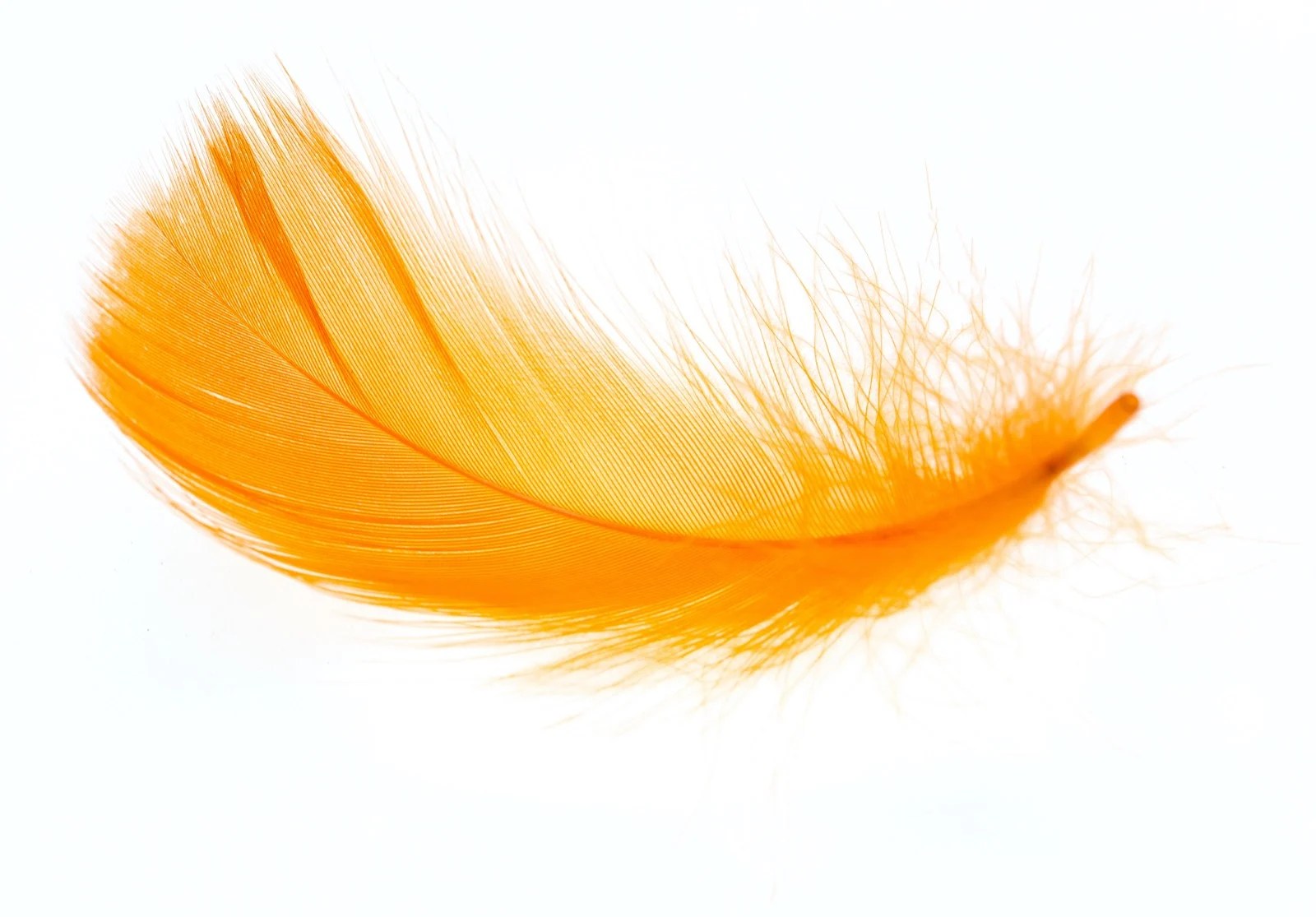 Feather Color Meanings The Significance of Feathers and What They
