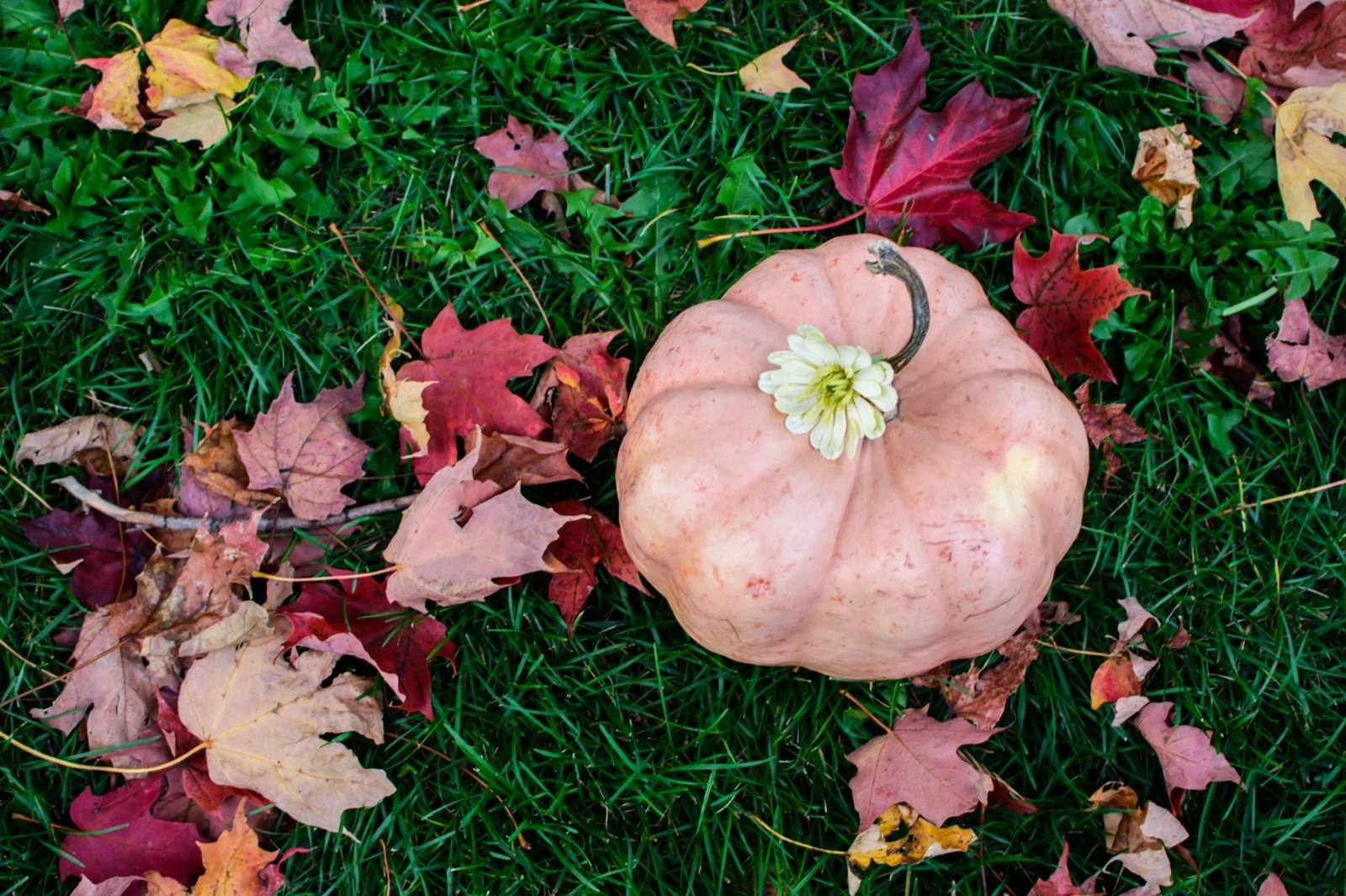 11 Pumpkin Colors and Their Meanings Color Meanings