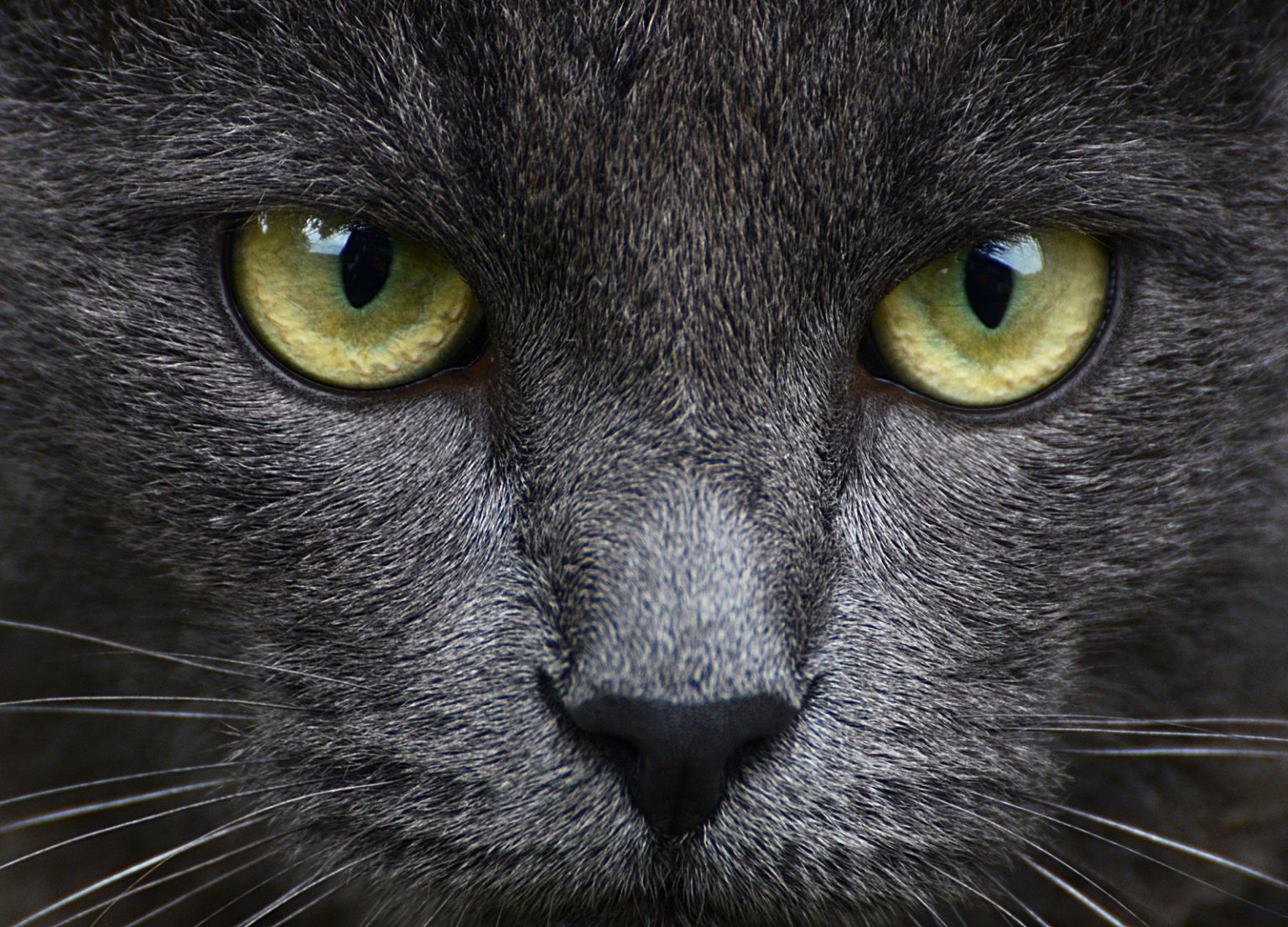 What Colors Do Cats Like or Are They in Fact Color Blind? Color Meanings