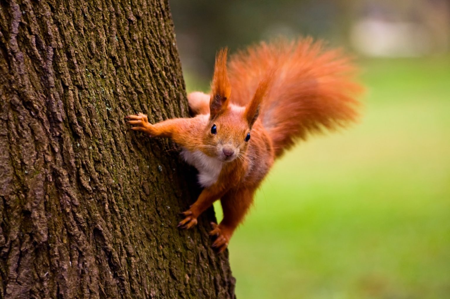 100 Things That Are Red in Nature (Visual List)