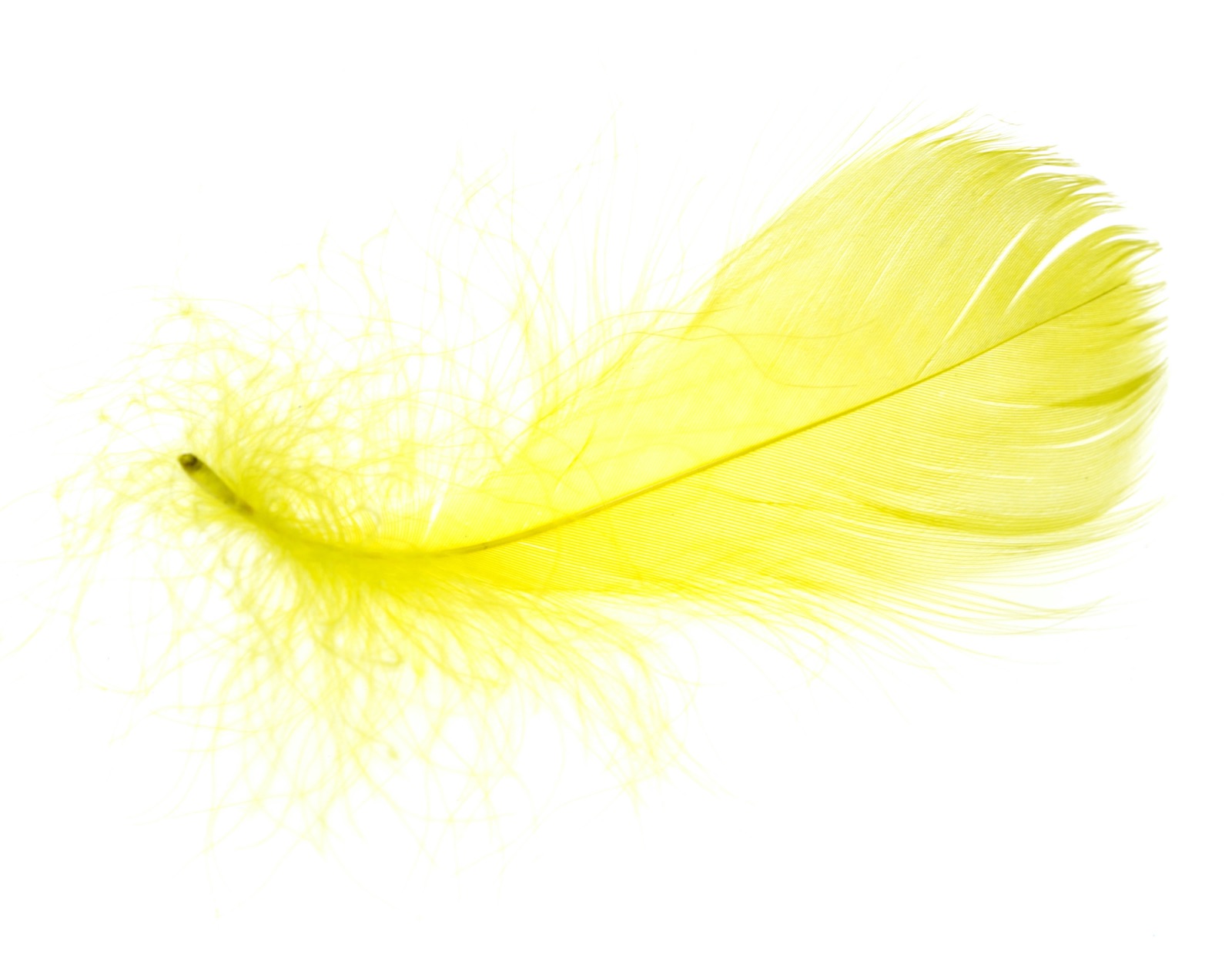 Feather Color Meanings The Significance of Feathers and What They