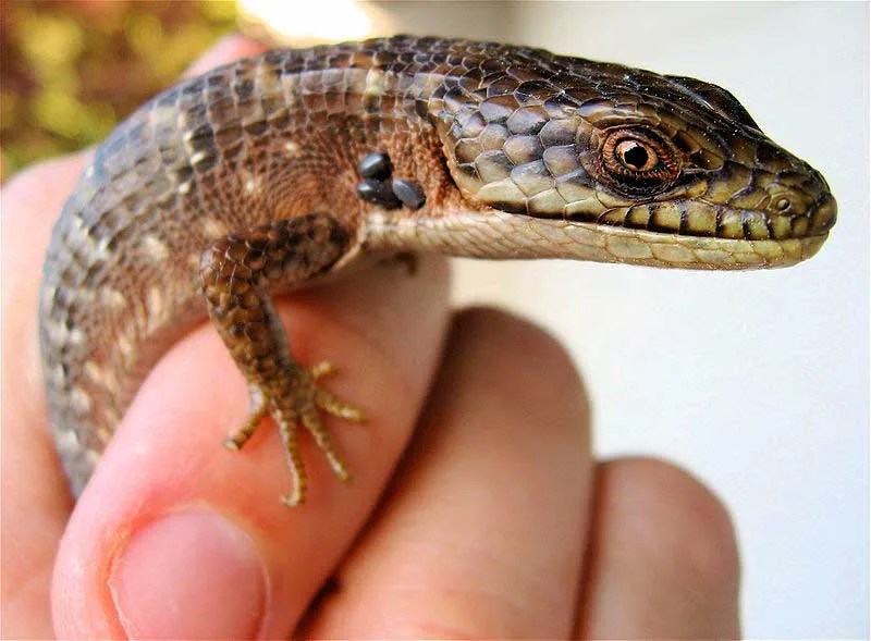 Alligator lizard (Photo Steve Jurvetson). ‹