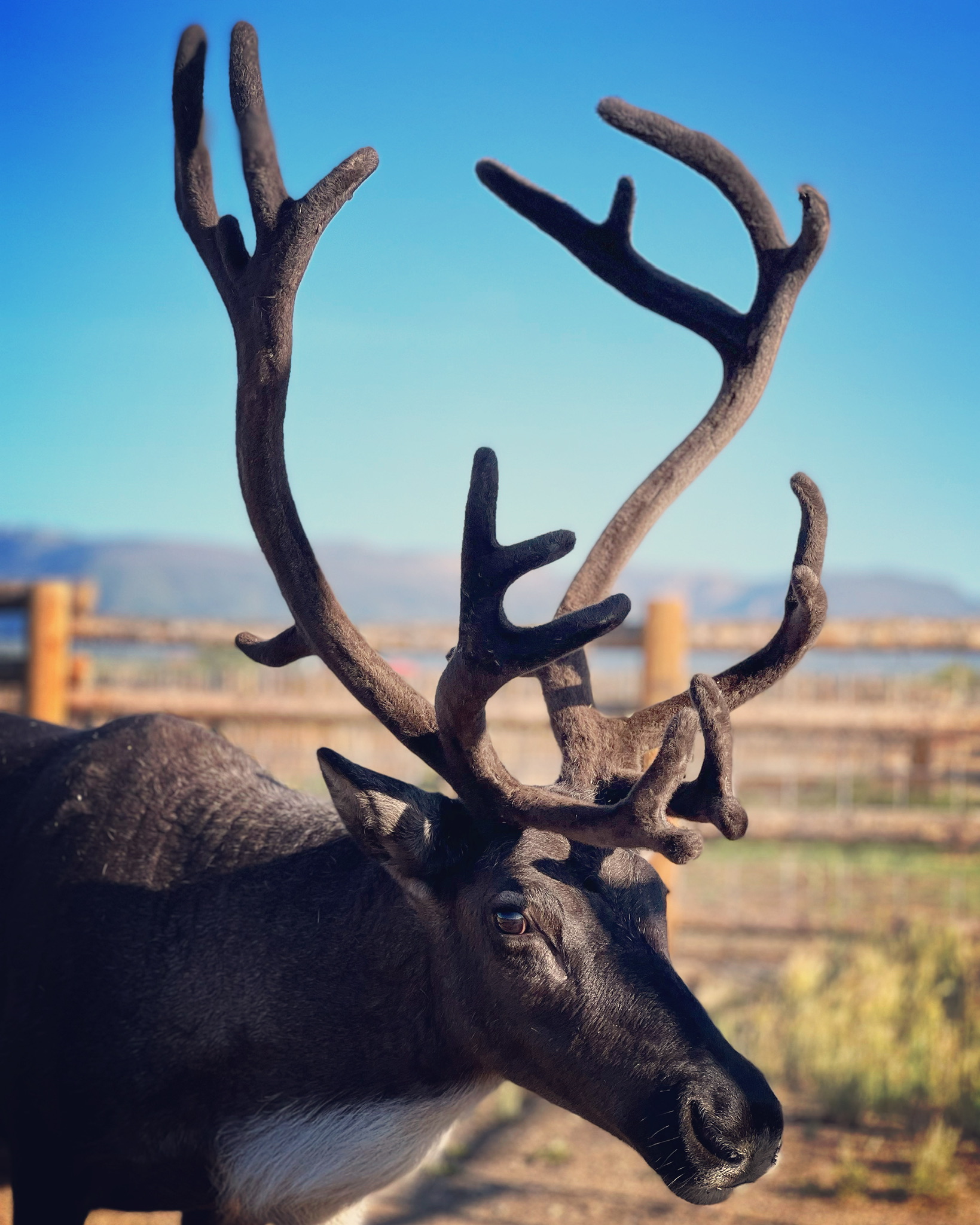 About the Colorado Reindeer Ranch — Colorado Reindeer Ranch