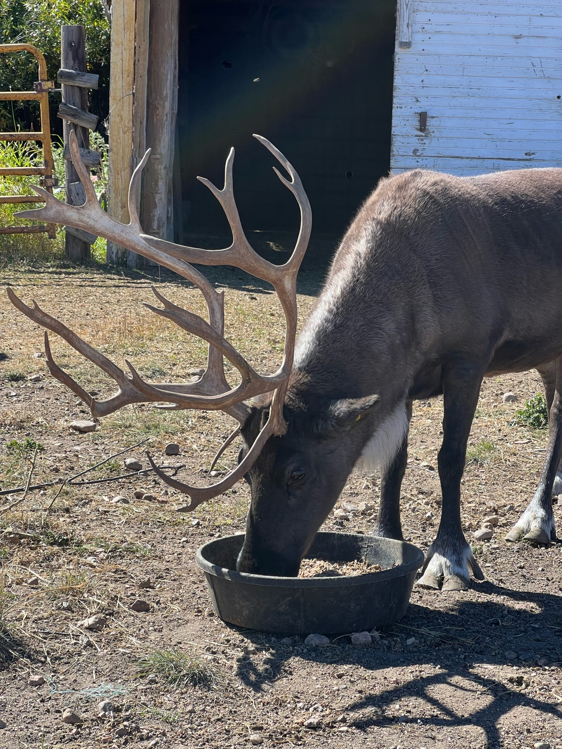 About the Colorado Reindeer Ranch — Colorado Reindeer Ranch