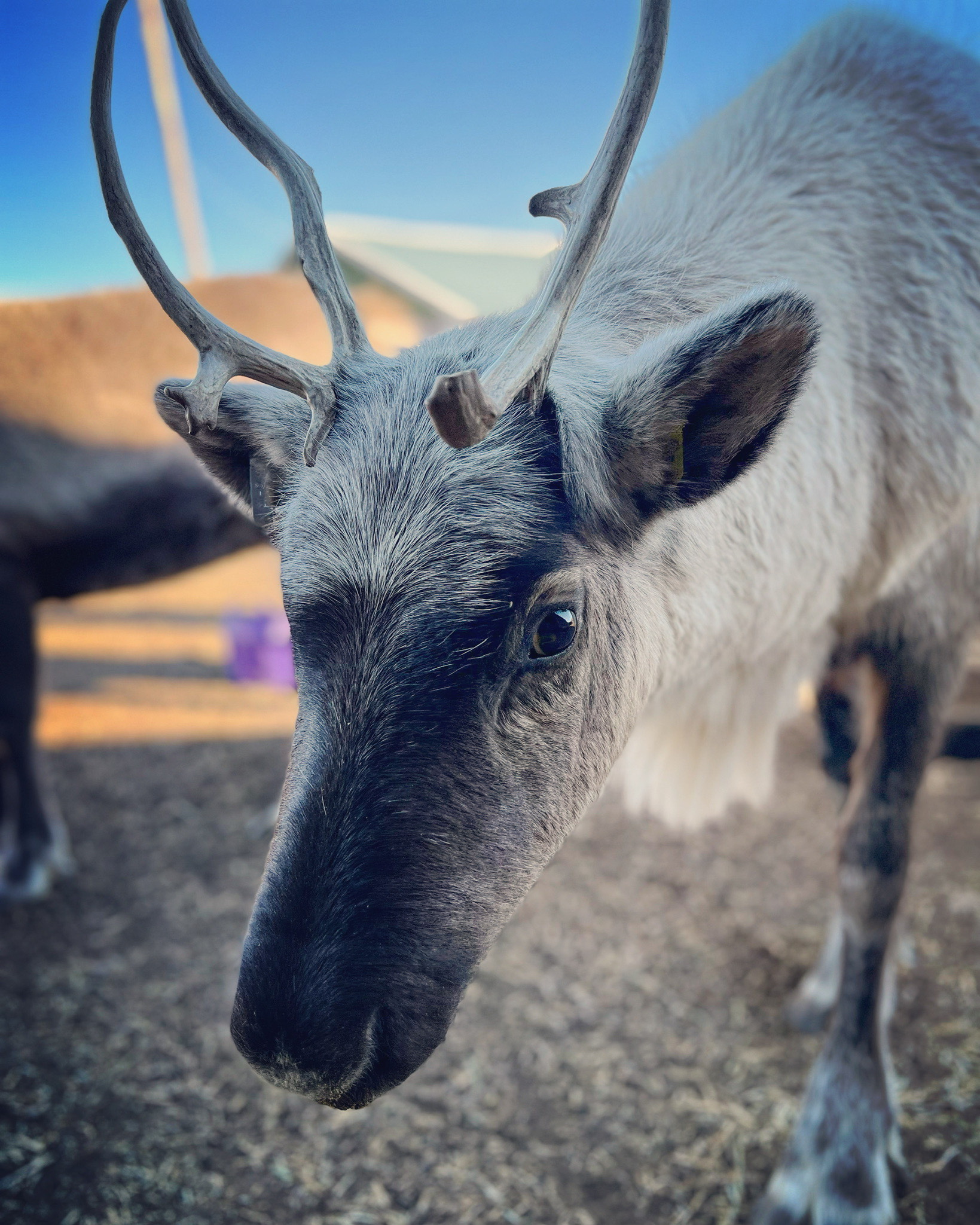 About the Colorado Reindeer Ranch — Colorado Reindeer Ranch