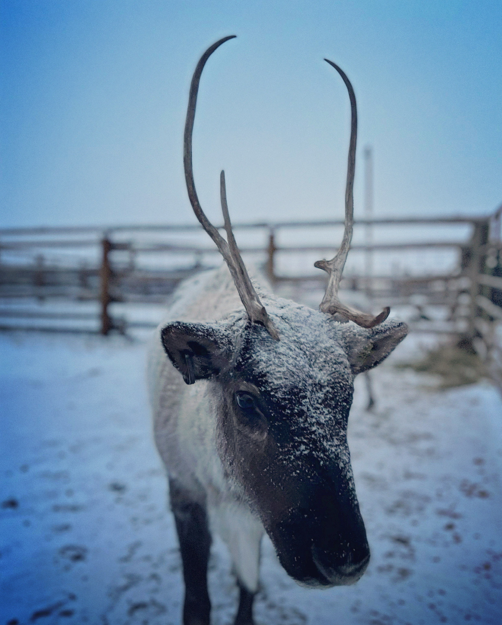 About the Colorado Reindeer Ranch — Colorado Reindeer Ranch