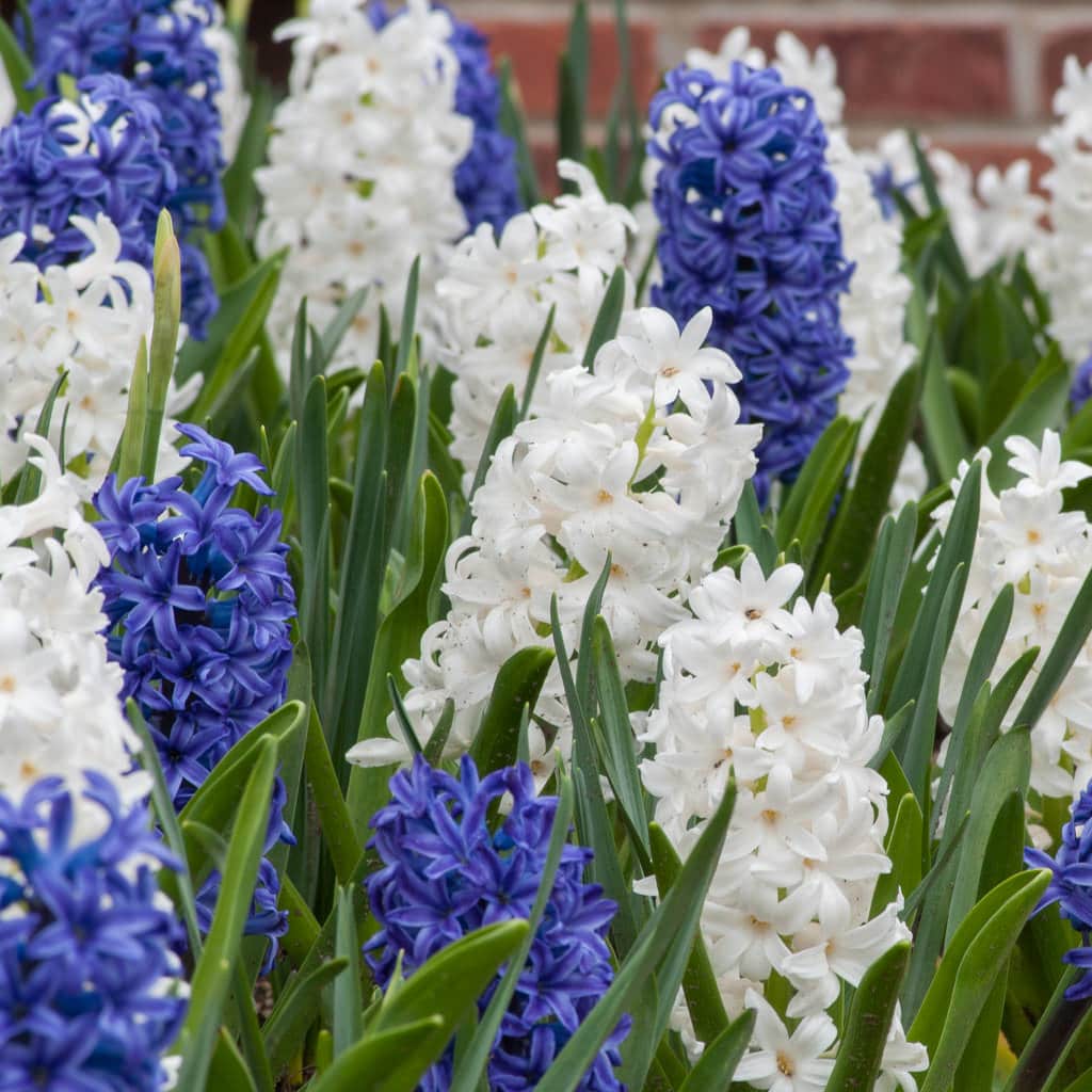 Hyacinth Bulbs Item 4053 Blue Delta For Sale Colorblends®