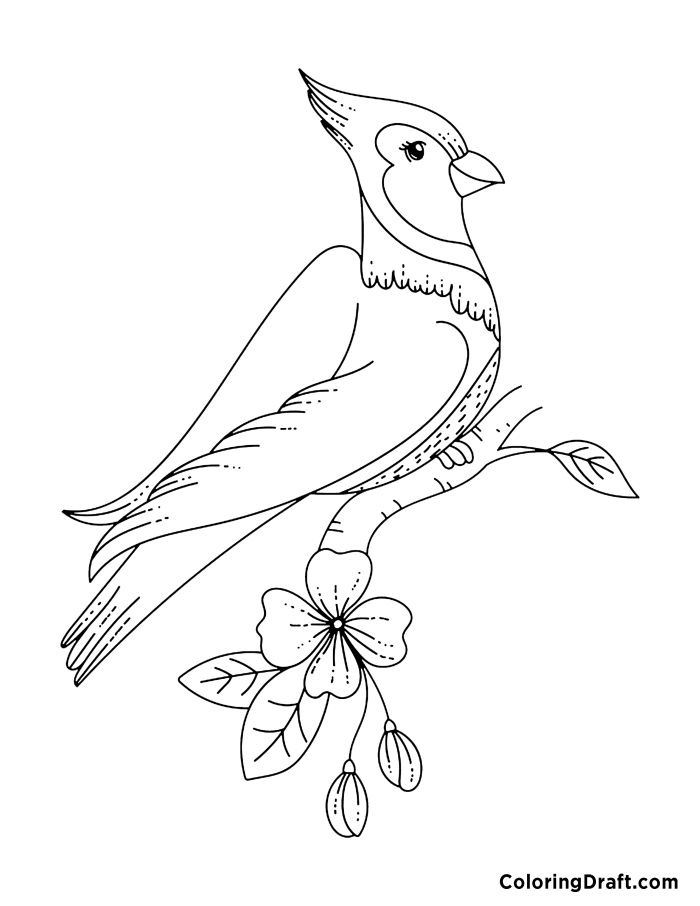 Blue Jay Coloring Pages