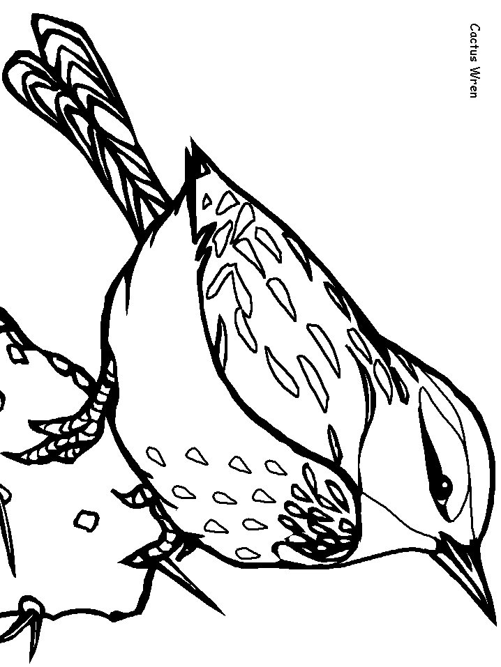 Cactus Wren Coloring page & book for kids. The Cactus Wren