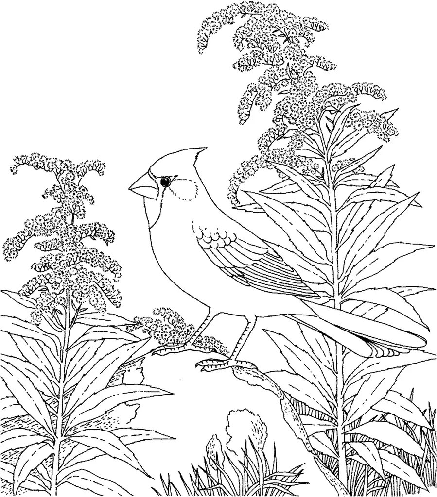 Winter Flowers Coloring Pages & book for kids.