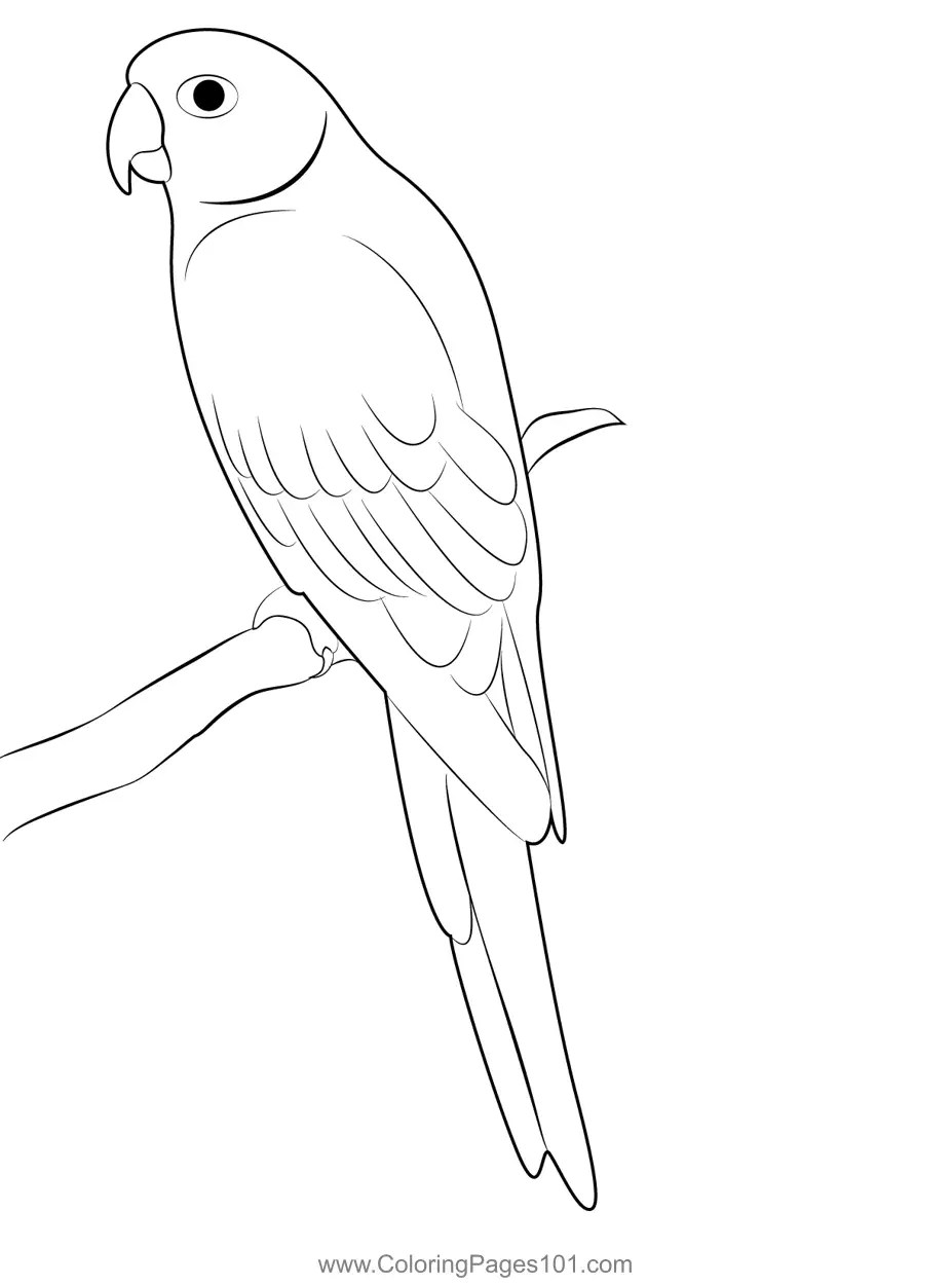 Parrot 6 Coloring Page for Kids Free Parrots Printable Coloring Pages