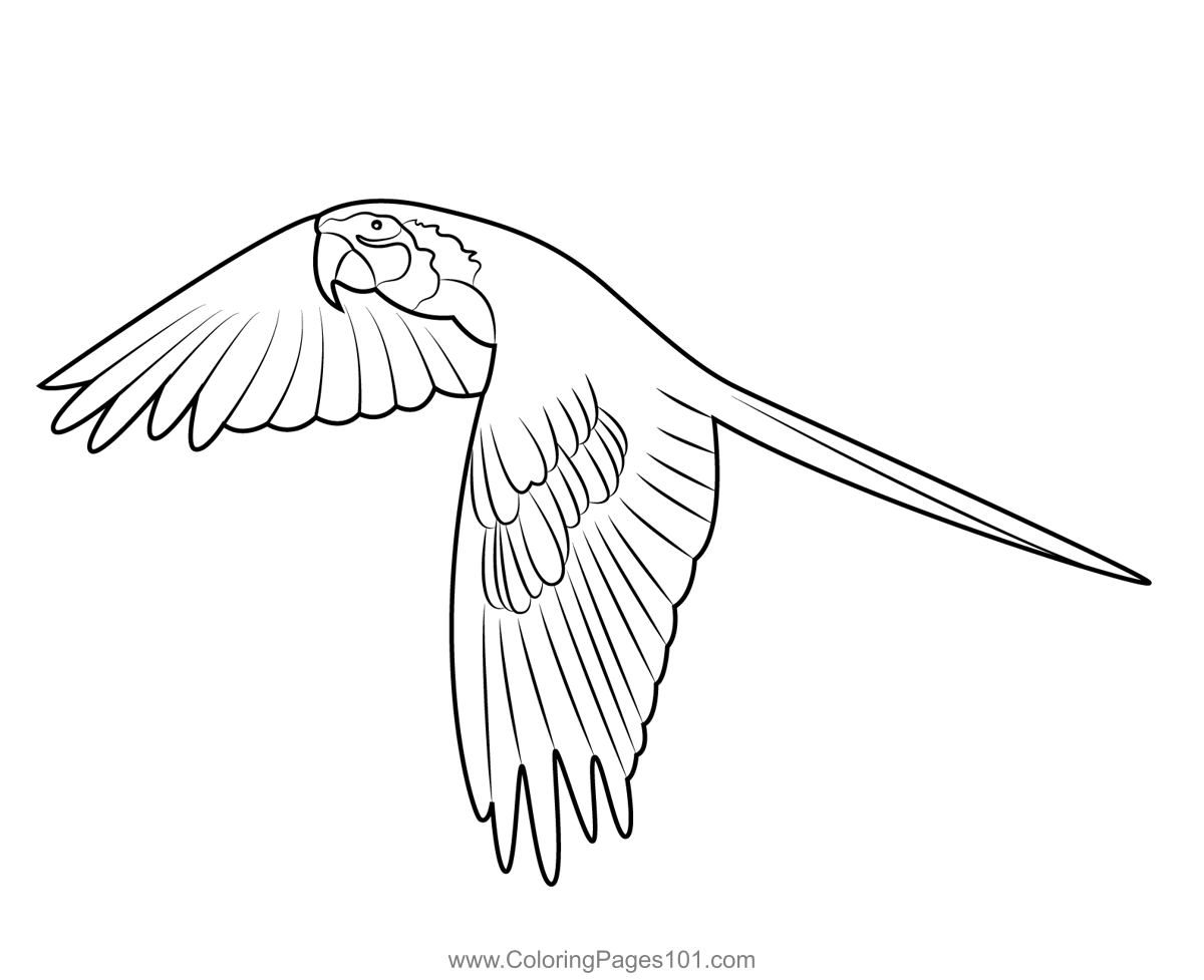 Parrot In Flight Coloring Page for Kids Free Parrots Printable