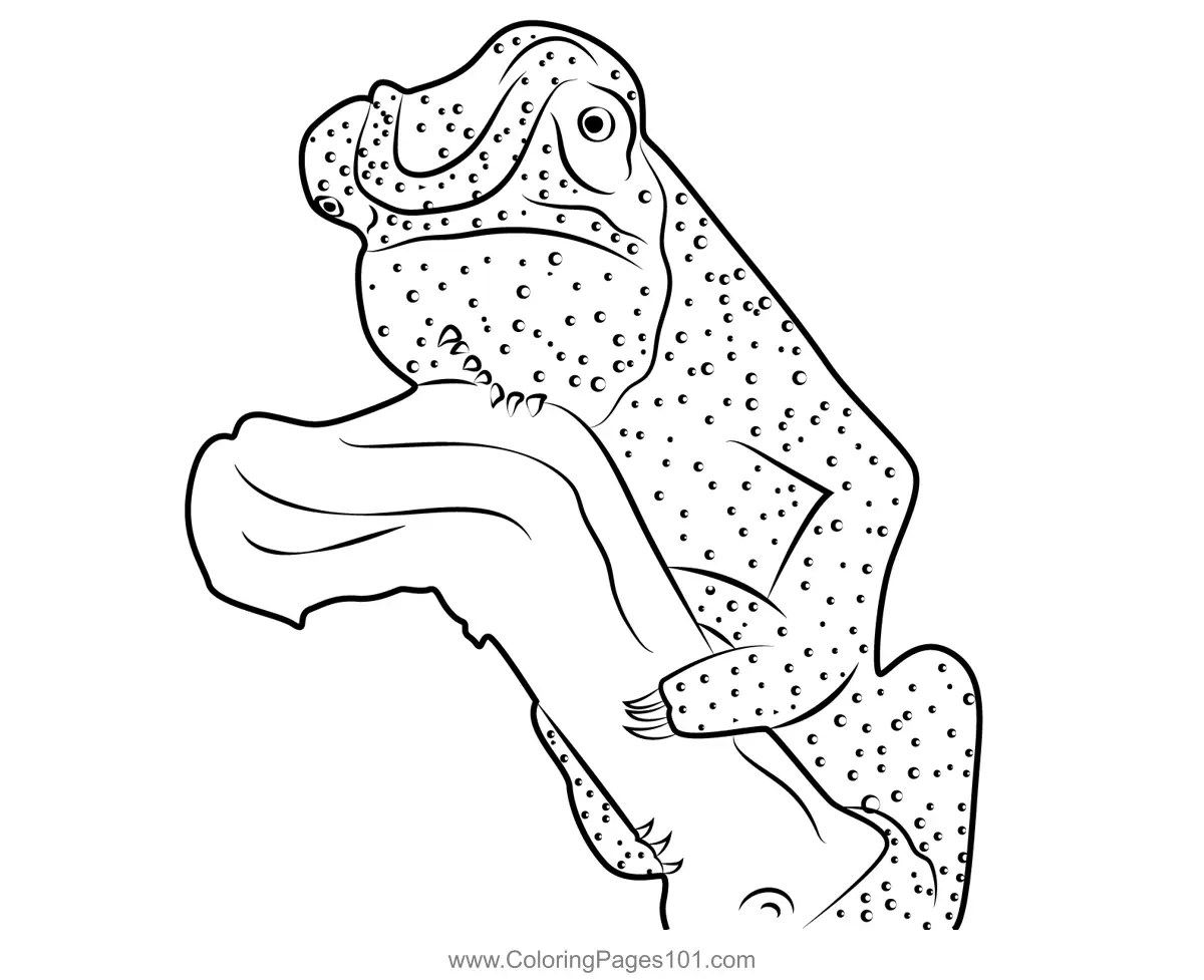 Colorful Chameleon Coloring Page for Kids Free Chameleons Printable