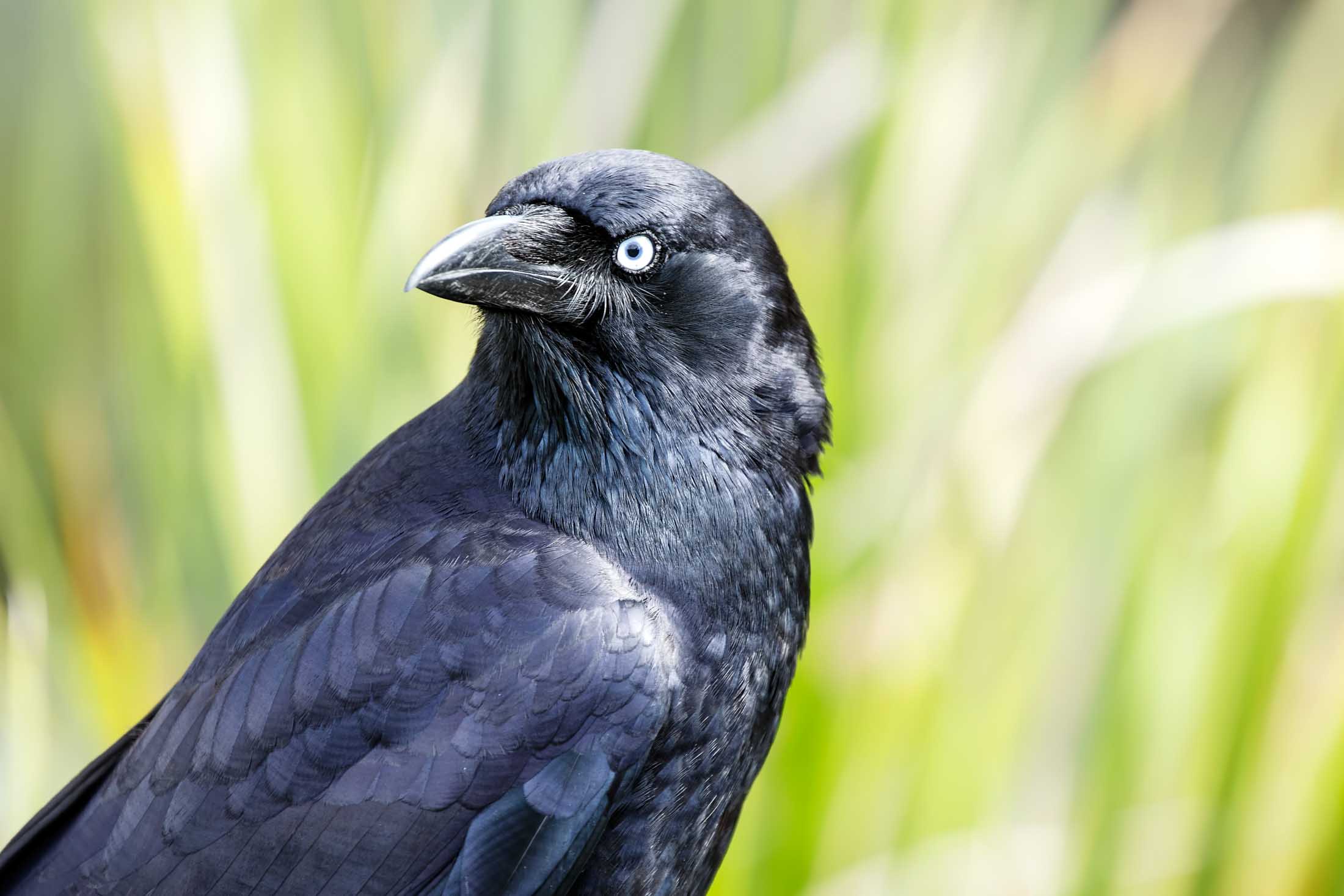 Black Things 102 Things That Are Black in Nature (2023) • Colors Explained