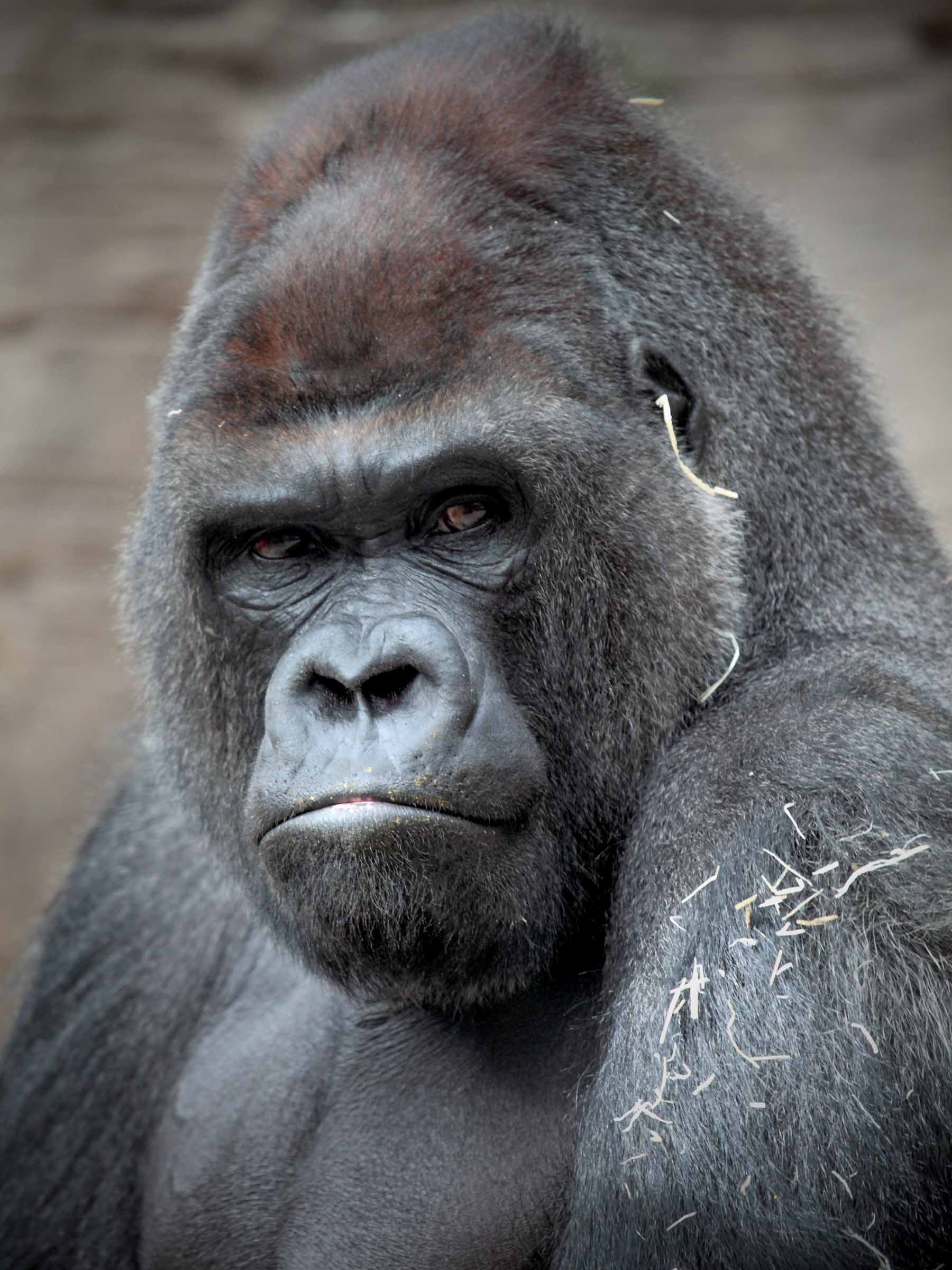 Black Things 50+ Things That Are Black in Nature • Colors Explained