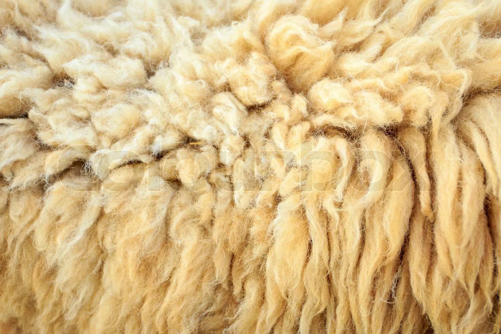 Sheep wool Images Search Images on Everypixel