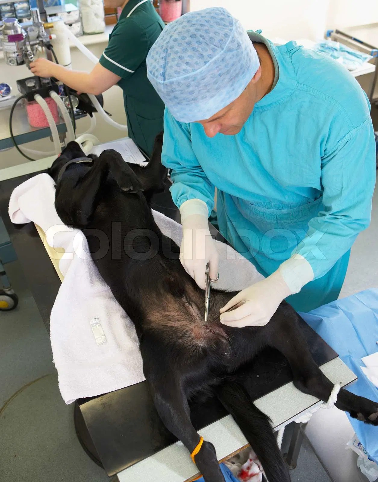Castration, castrating, man Stock Photo Colourbox