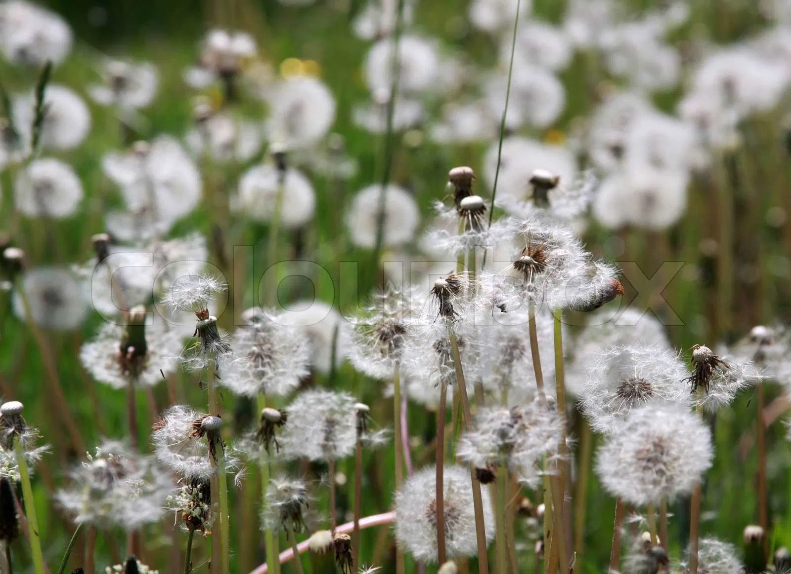 White, weed, lawn Stock Photo Colourbox