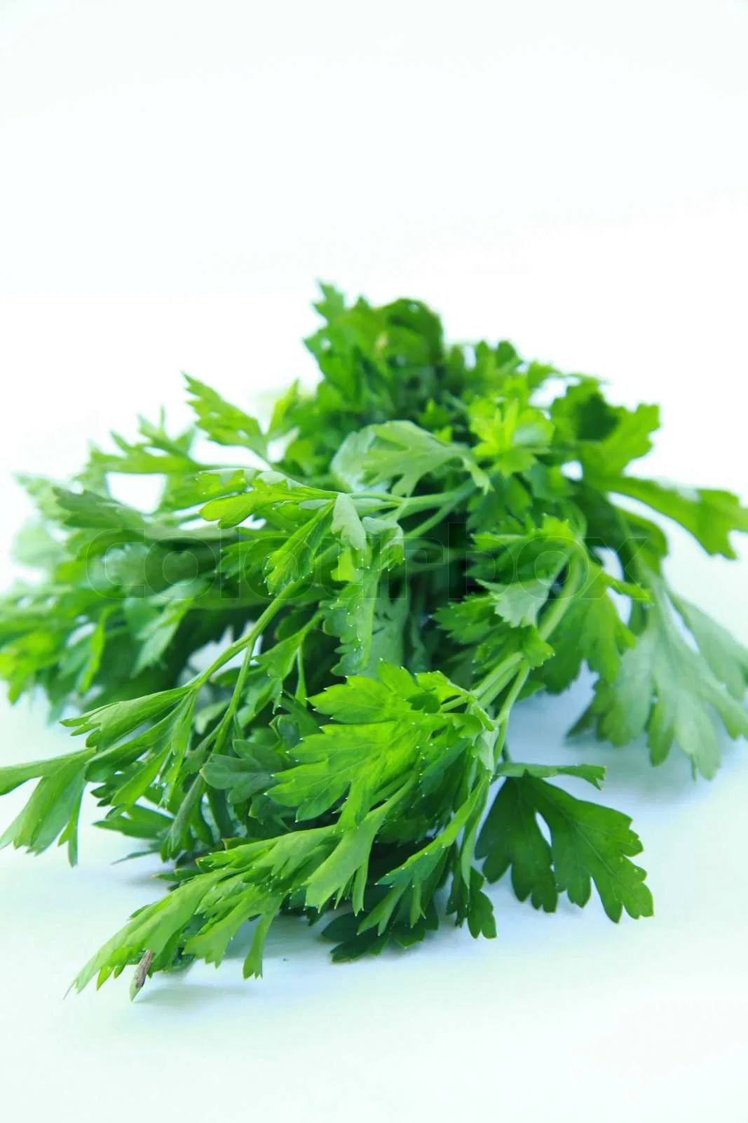 Green, leafy, garnish Stock Photo Colourbox