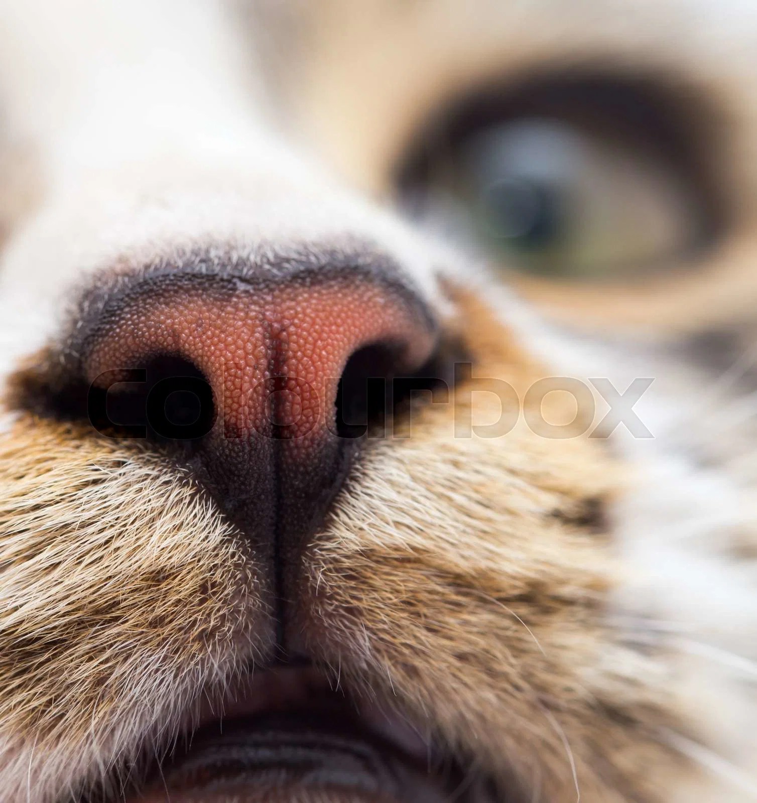 Feucht, katze, nase Stockfoto Colourbox