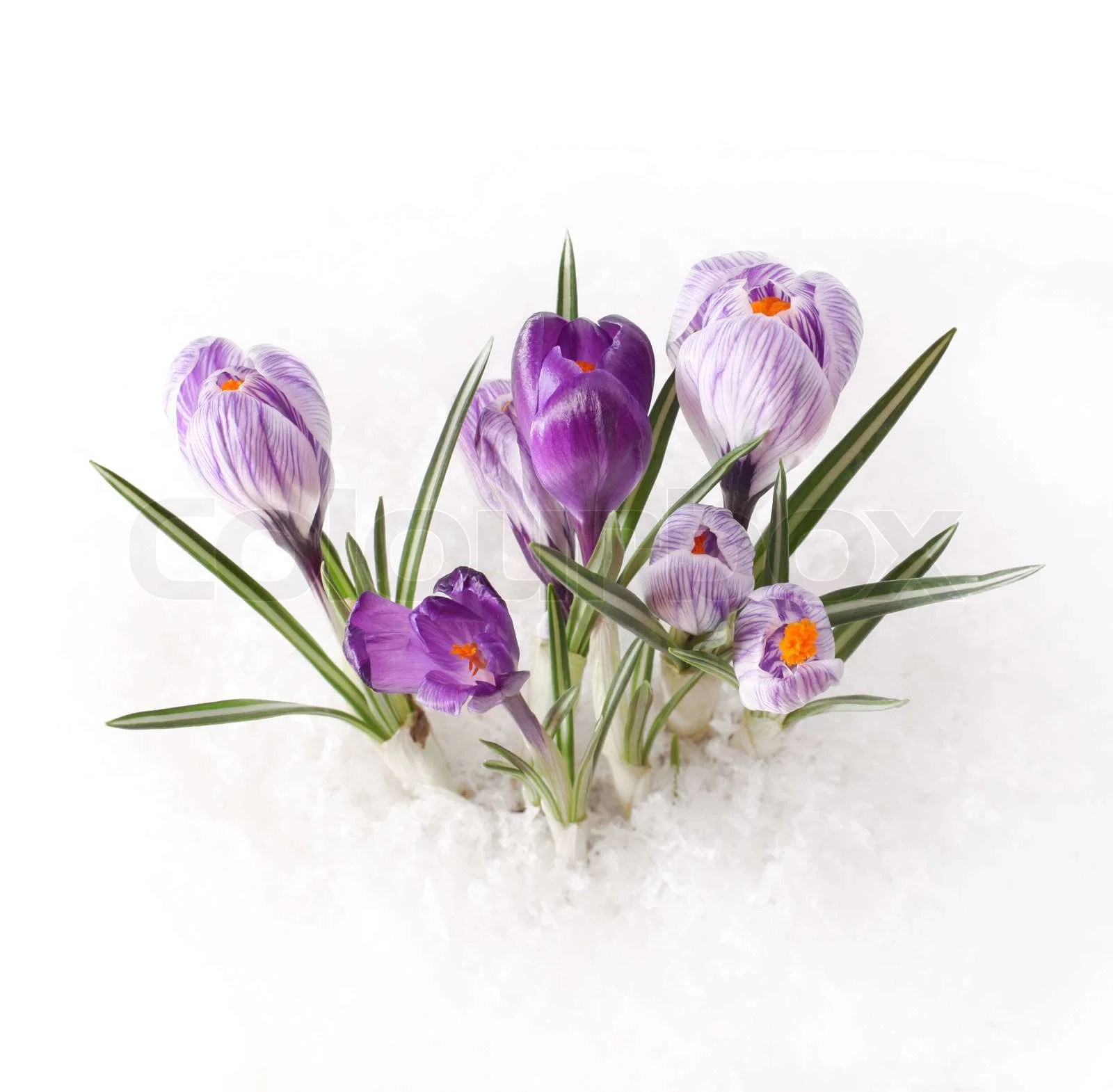 Vintergæk, krokus, crocus Stock Billede Colourbox