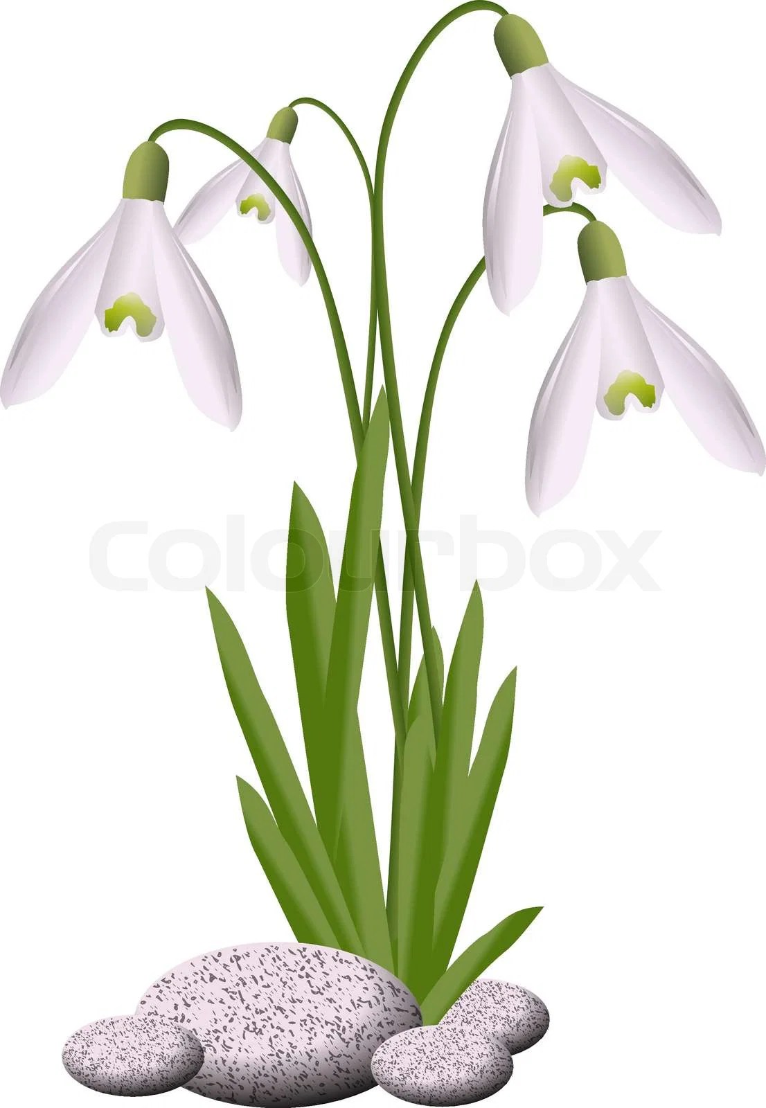 SNOWDROPSeps Vektor Colourbox