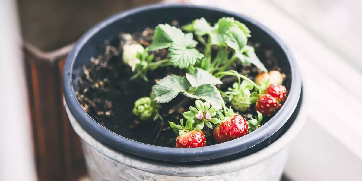How To Grow Strawberries on your Windowsill ColourFence Limited