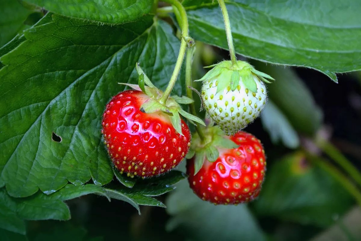 How To Grow Strawberries on your Windowsill ColourFence Limited