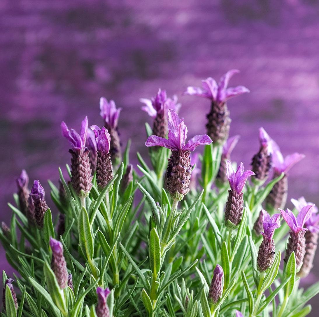 Colourwise Nursery Wholesale plant nursery