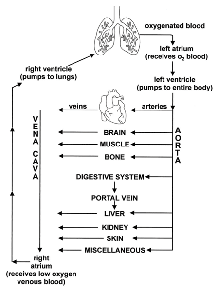 Social Security Disability Benefits for Congestive (Chronic) Heart
