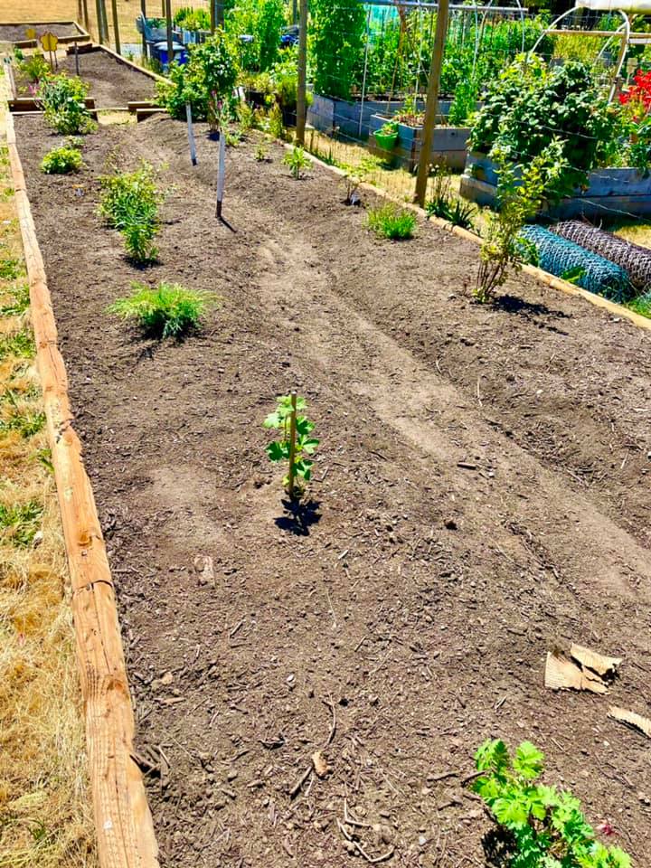 Celebrating the new Indigenous and Pollinator Garden at Colwood City