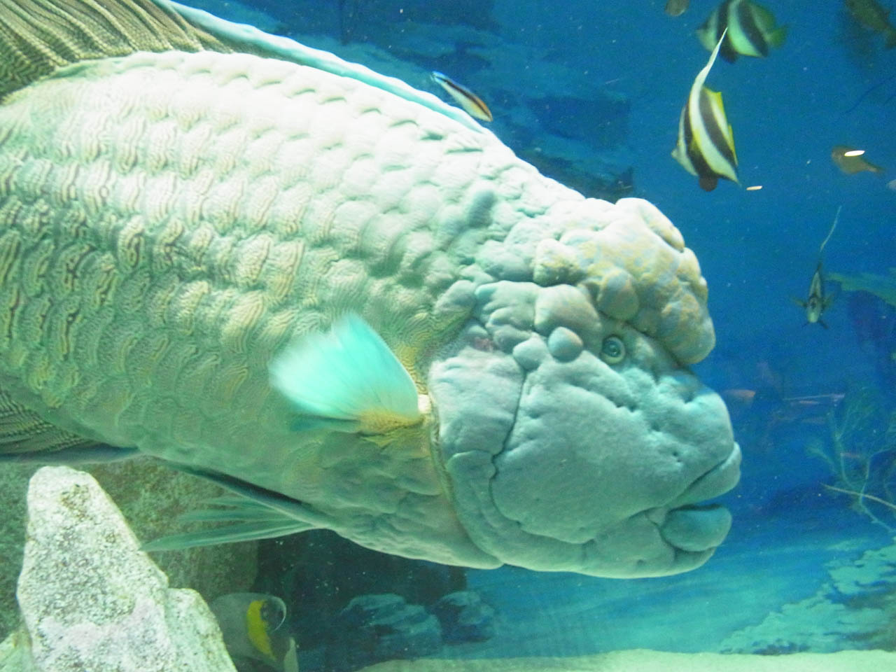 フリー素材 画像 とても面白い顔の魚 (無料) 株式会社カムラック 障がい者就労継続支援A型事業・就労移行支援事業