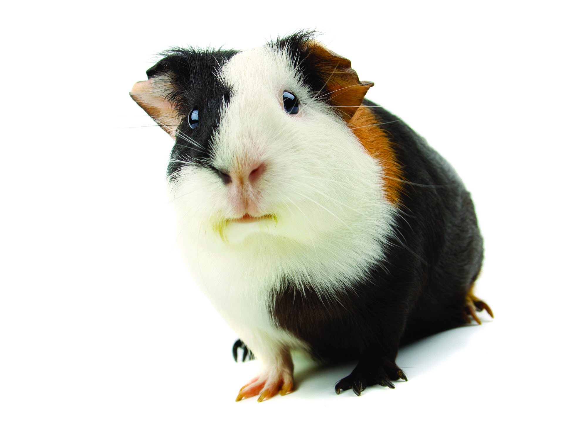 Guinea Pig Come See Our World
