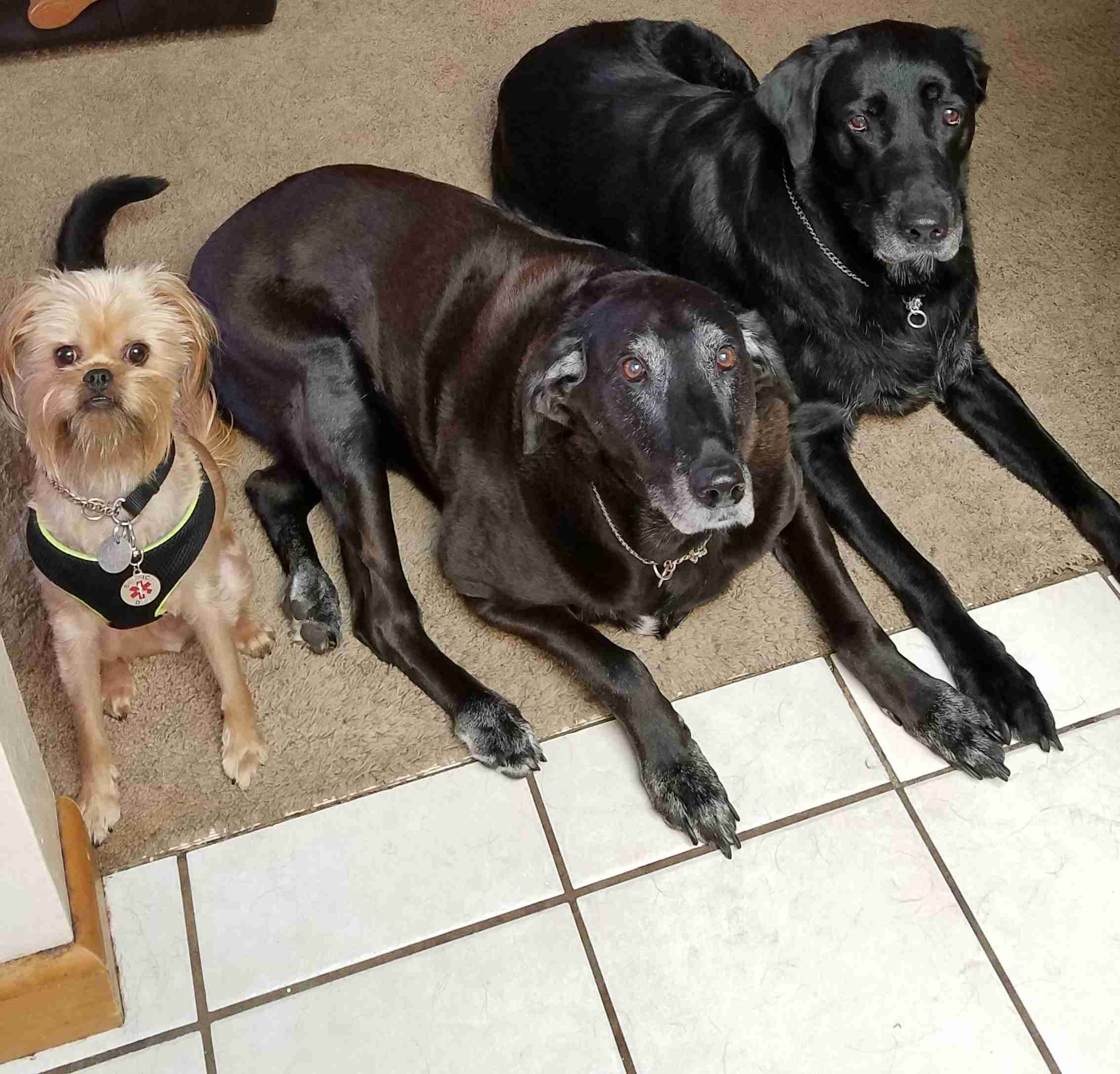 Come Sit Stay Boarding