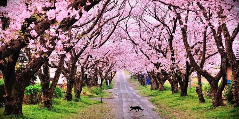 cherry blossom festival 2023 india India International Cherry Blossom Festival in Meghalaya