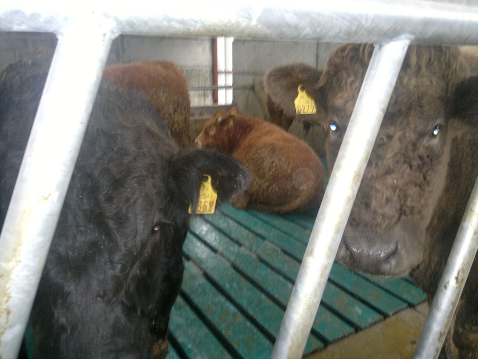 Gallery ComfortSlatMats