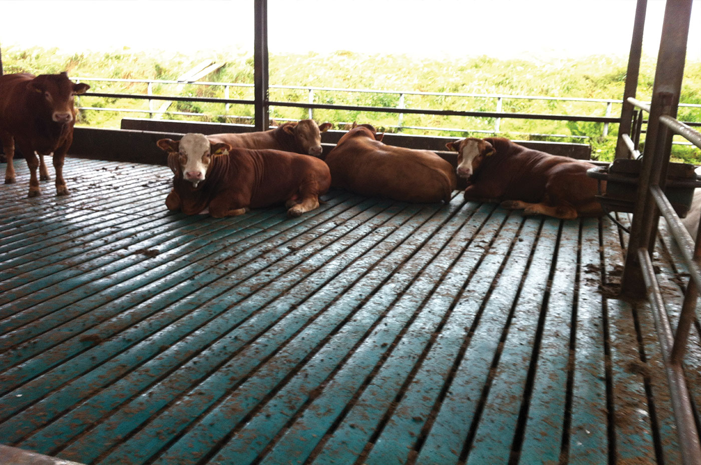 Gallery ComfortSlatMats