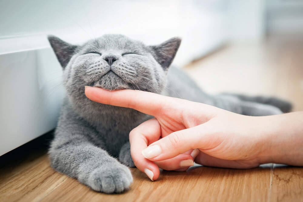 Why Does Your Cat Purr and then Bite You? Flipboard